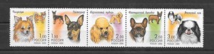 fauna - perros de Rusia