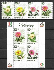 flores peonias de Angola