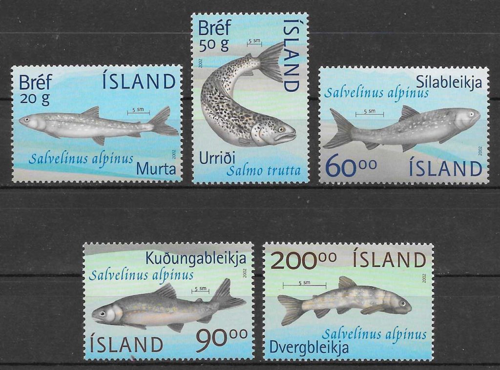 sellos fauna Islandia 2002